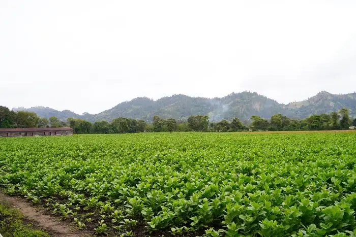 Jalapa tobacco fields