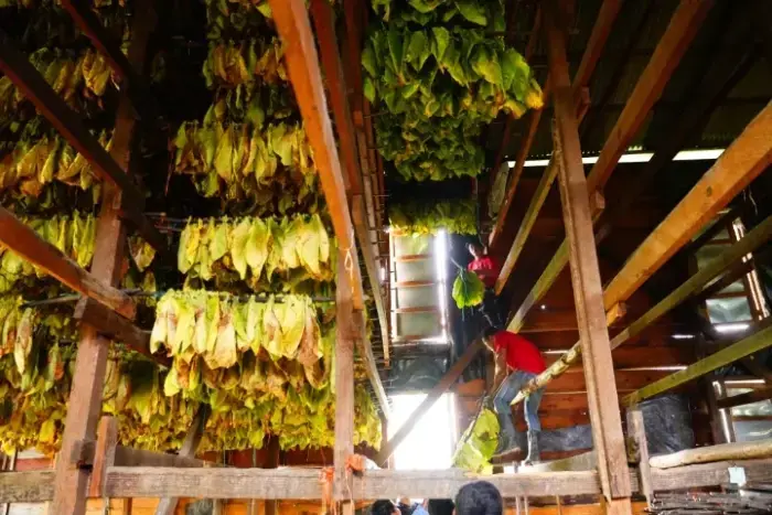 Workers inside a tall barn hanging tobacco near the rafters