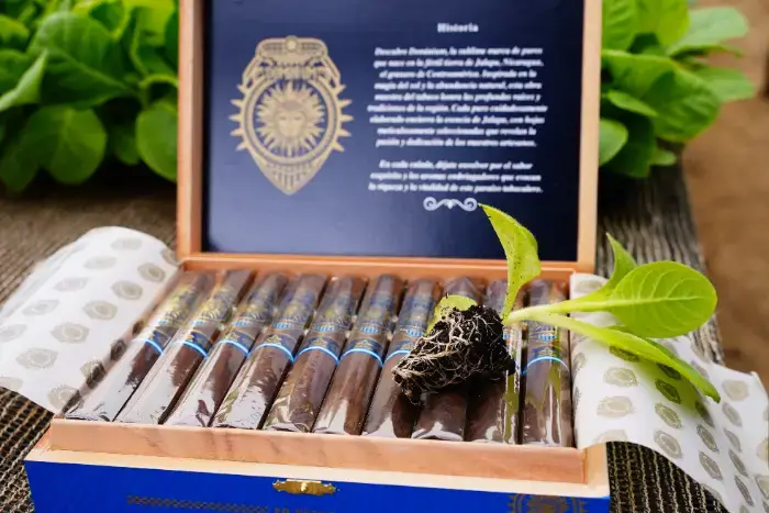 An open Dominium box with a small tobacco seedling placed on top