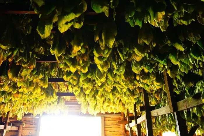 Tobacco leaves hung to dry inside a barn, backlit by a window
