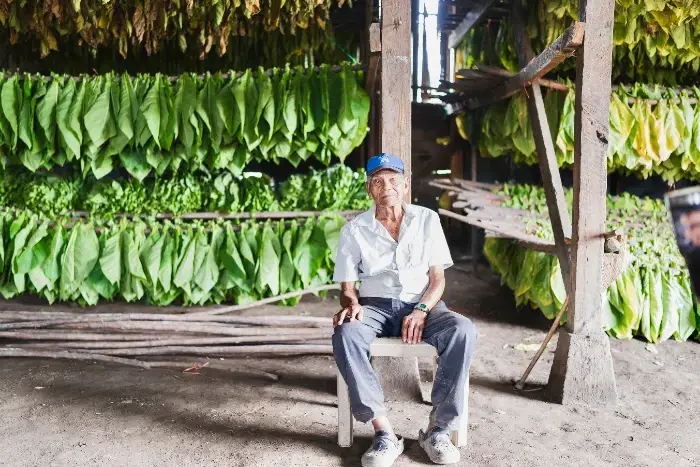 A sweet elderly tabacalera worker seated on a stool inside a curing barn, surrounded by hanging tobacco leaves