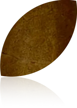 Habano wrapper swatch