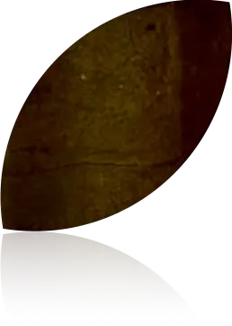 Maduro wrapper swatch
