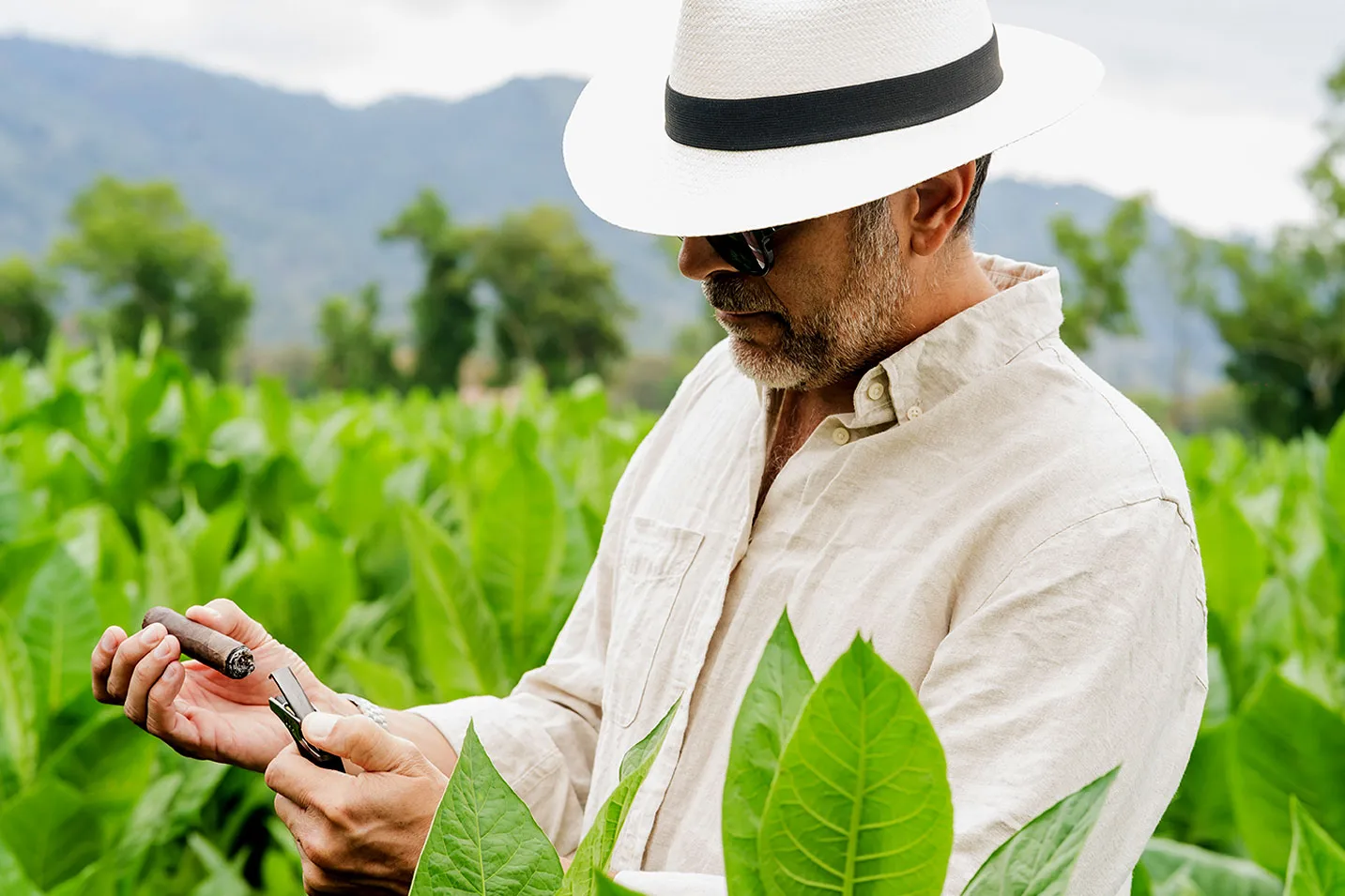 Farmer inspecting a cigar in the tobacco fields